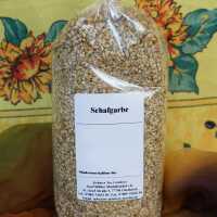 Getrocknete Schafgarbe in grüner Farbe